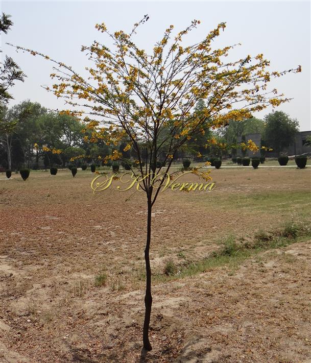  Plant
